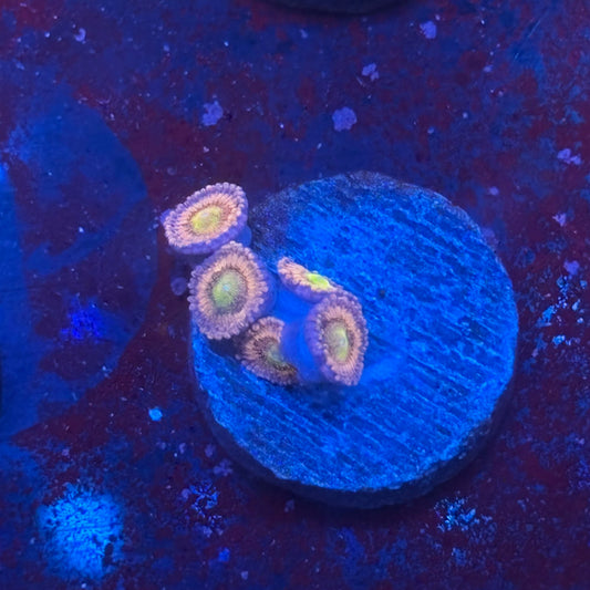 Z3-E03-M08 || Laffy Taffy Zoa WYSIWYG