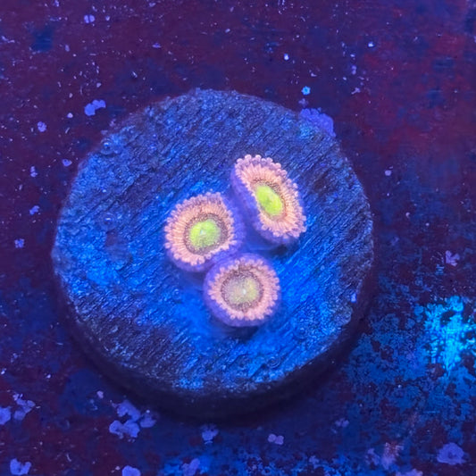 Z3-E05-M08 || Laffy Taffy Zoa WYSIWYG
