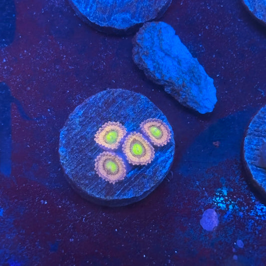 Z3-E06-M08 || Laffy Taffy Zoa WYSIWYG