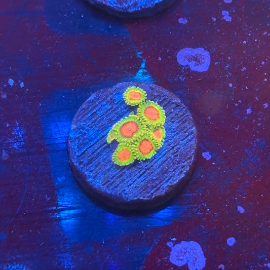 Z3-F01-M08 || Awesome Blossom Zoa WYSIWYG