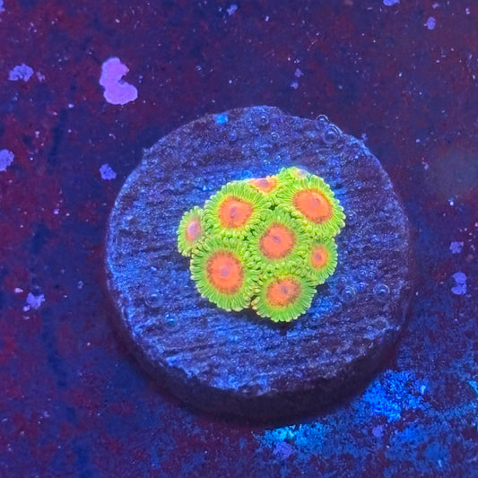 Z3-F04-M08 || Awesome Blossom Zoa WYSIWYG