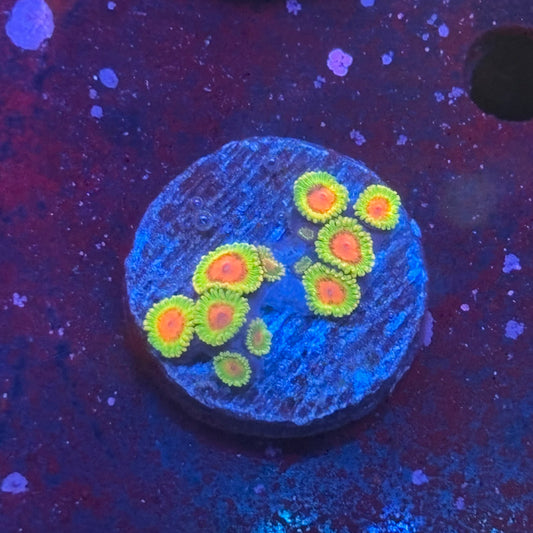 Z3-F05-M08 || Awesome Blossom Zoa WYSIWYG