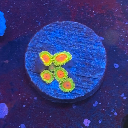 Z3-F06-M08 || Awesome Blossom Zoa WYSIWYG