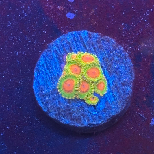 Z3-F07-M08 || Awesome Blossom Zoa WYSIWYG