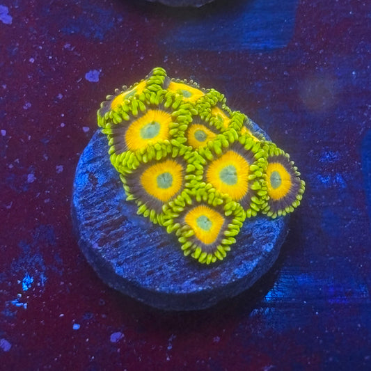 Z3-G01-M08 || Scrambled Eggs Zoa WYSIWYG