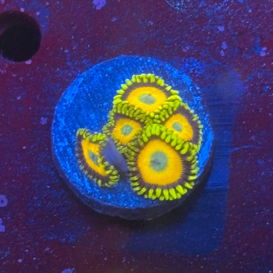 Z3-G02-M08 || Scrambled Eggs Zoa WYSIWYG