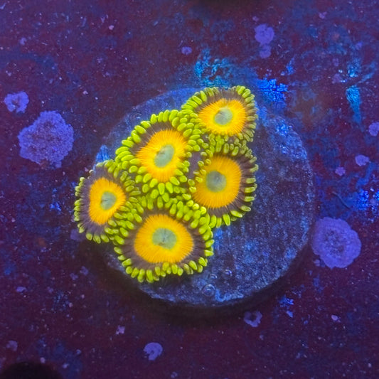 Z3-G03-M08 || Scrambled Eggs Zoa WYSIWYG
