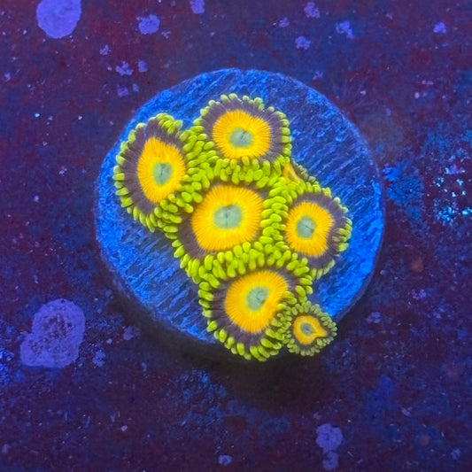Z3-G04-M08 || Scrambled Eggs Zoa WYSIWYG