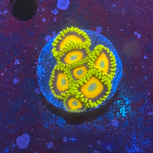 Z3-G05-M08 || Scrambled Eggs Zoa WYSIWYG
