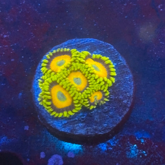 Z3-G06-M08 || Scrambled Eggs Zoa WYSIWYG