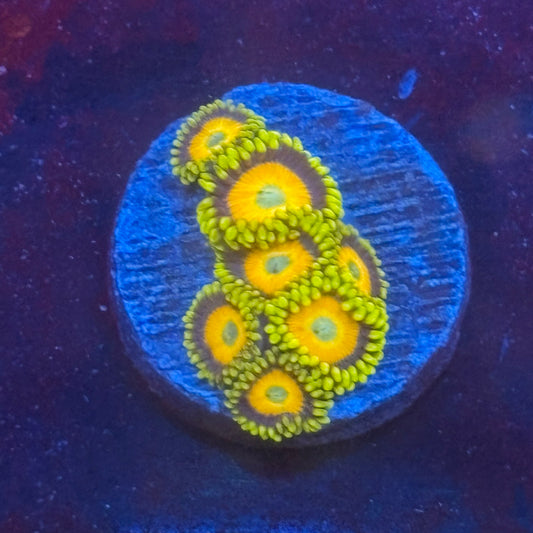 Z3-G07-M08 || Scrambled Eggs Zoa WYSIWYG
