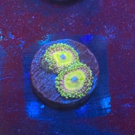 Z3-H02-M08 || KFC Kona Halo Zoa WYSIWYG