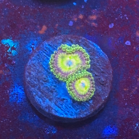 Z3-H03-M08 || KFC Kona Halo Zoa WYSIWYG