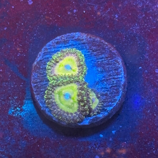 Z3-H04-M08 || KFC Kona Halo Zoa WYSIWYG