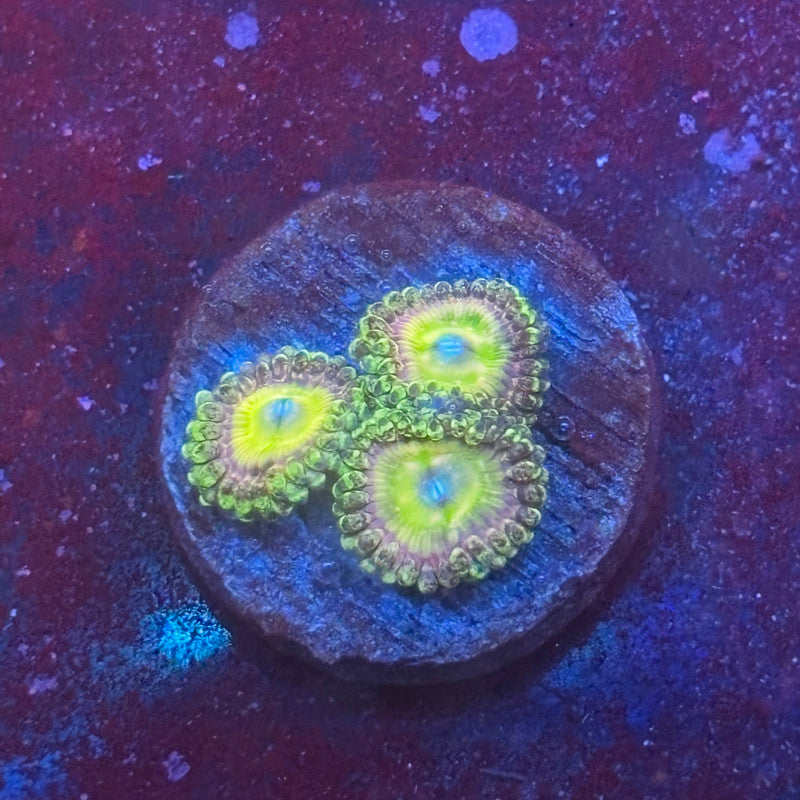 Z3-H05-M08 || KFC Kona Halo Zoa WYSIWYG