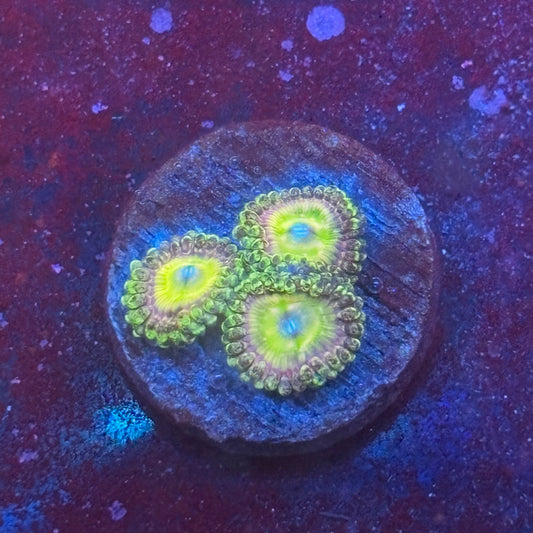 Z3-H05-M08 || KFC Kona Halo Zoa WYSIWYG