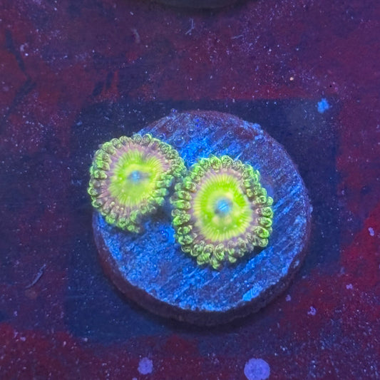 Z3-H06-M08 || KFC Kona Halo Zoa WYSIWYG