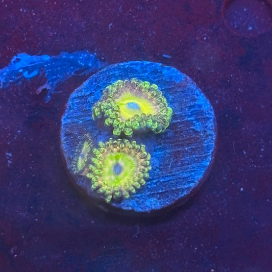 Z3-H07-M08 || KFC Kona Halo Zoa WYSIWYG