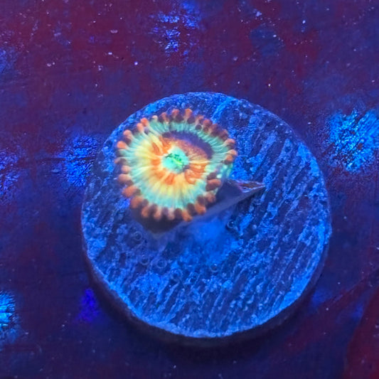 Z3-I01-M08 || White Zombie Zoa WYSIWYG