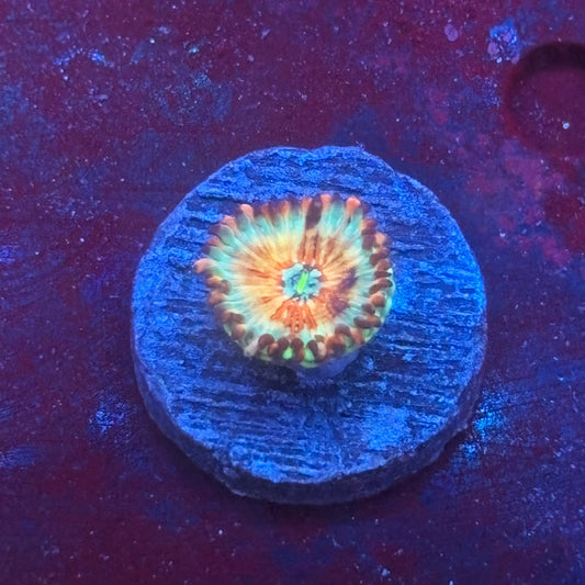 Z3-I02-M08 || White Zombie Zoa WYSIWYG