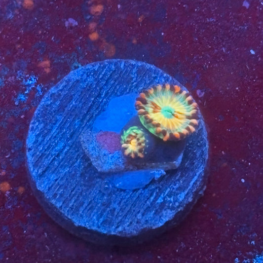 Z3-I03-M08 || White Zombie Zoa WYSIWYG