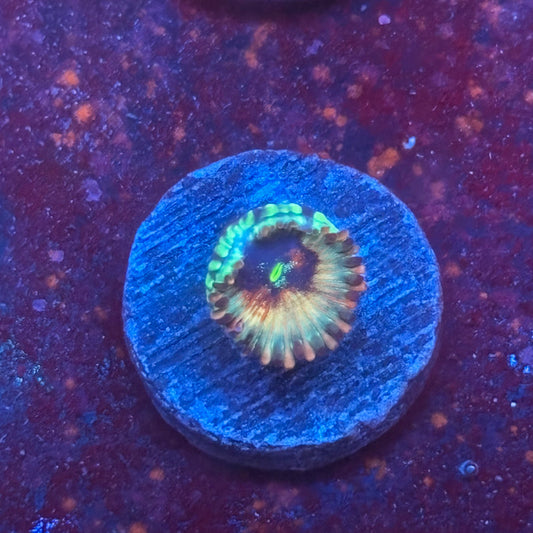 Z3-I04-M08 || White Zombie Zoa WYSIWYG