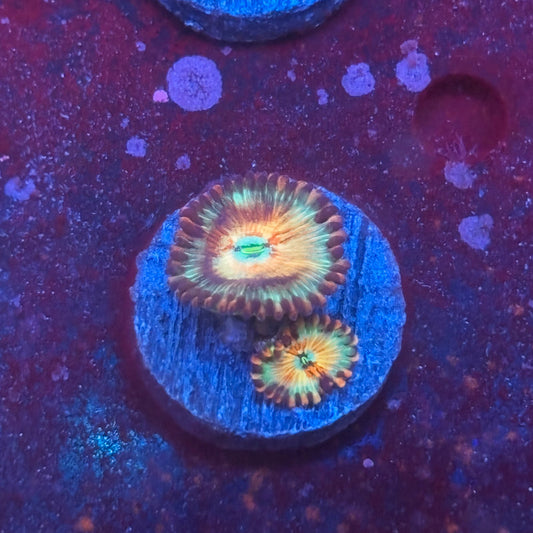 Z3-I05-M08 || White Zombie Zoa WYSIWYG