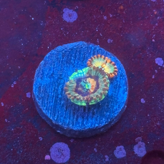 Z3-I06-M08 || White Zombie Zoa WYSIWYG