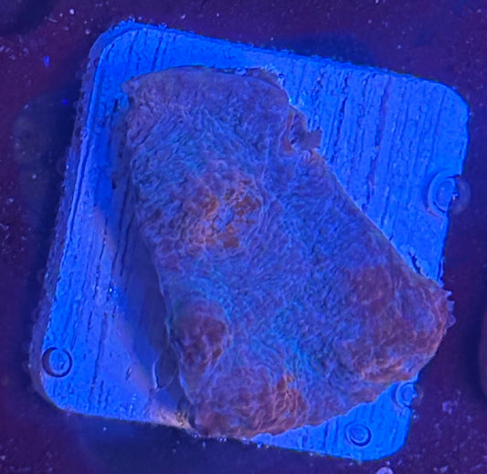 F4-A02-M08 || Jolly Rancher Chalice WYSIWYG