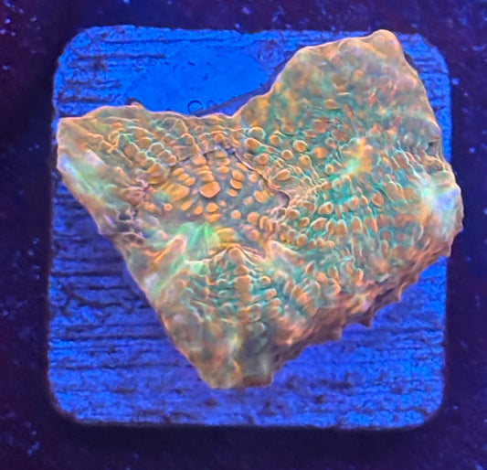 F4-A07-M08 || Inferno Mint Chalice WYSIWYG