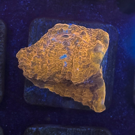 F4-F02-M08 || KFC Tangerine Dream Chalice WYSIWYG