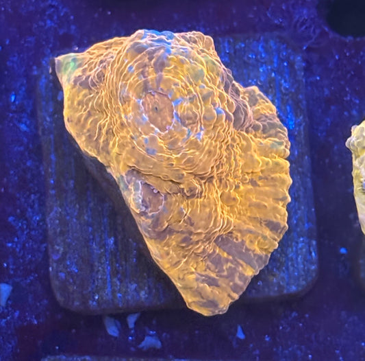 F4-F05-M08 || KFC Tangerine Dream Chalice WYSIWYG