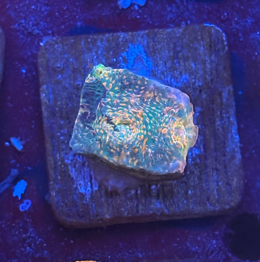 F4-F06-M08 || KFC Inferno Mint Chalice WYSIWYG