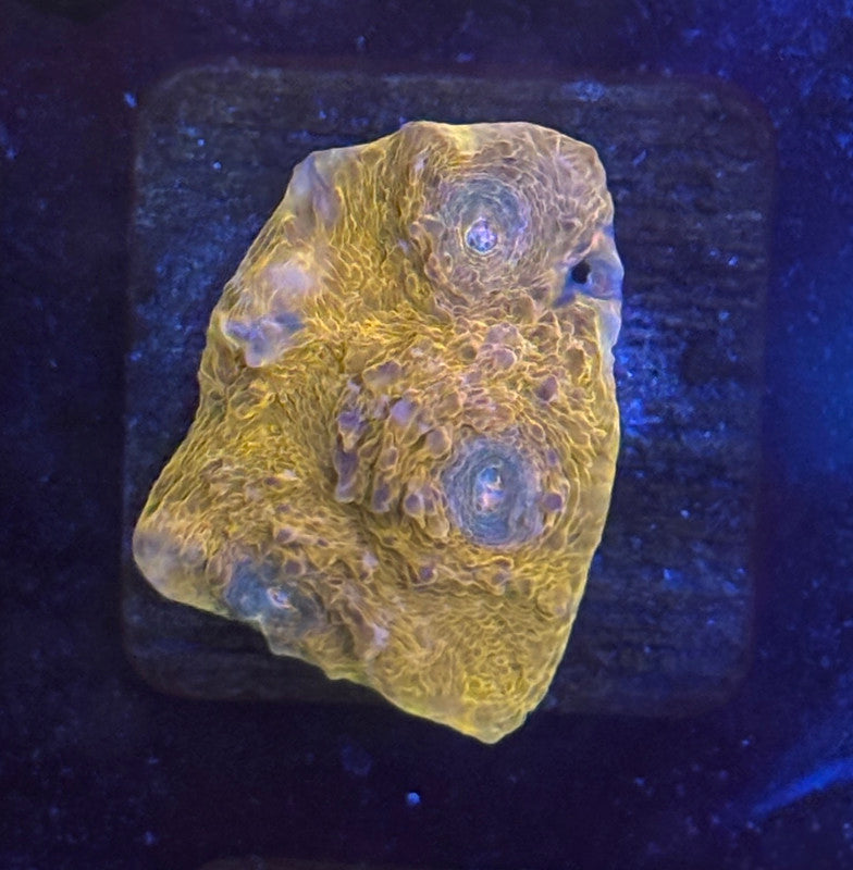 F4-G02-M08 || KFC Tangerine Dream Chalice WYSIWYG