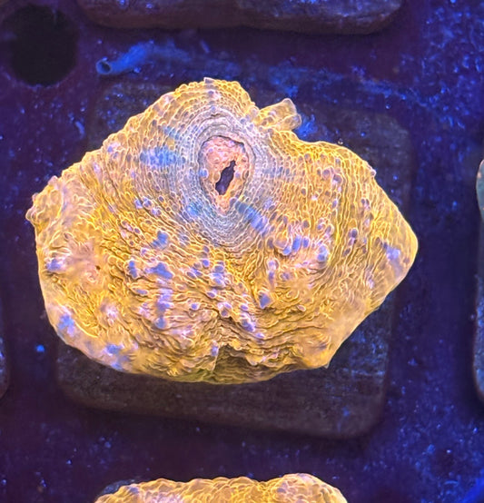 F4-G05-M08 || KFC Tangerine Dream Chalice WYSIWYG