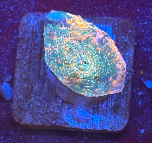 F4-G07-M08 || KFC Inferno Mint Chalice WYSIWYG
