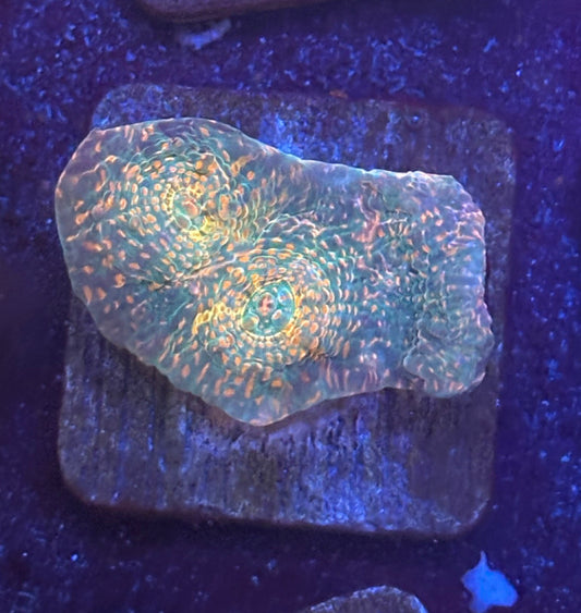 F4-H05-M08 || KFC Inferno Mint Chalice WYSIWYG