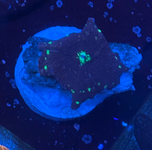 O4-A07-M08 BSA Northern Lights Mushroom WYSIWYG