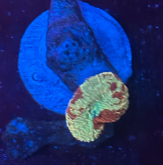 O4-B02-M08 Jawbreaker Mushroom WYSIWYG