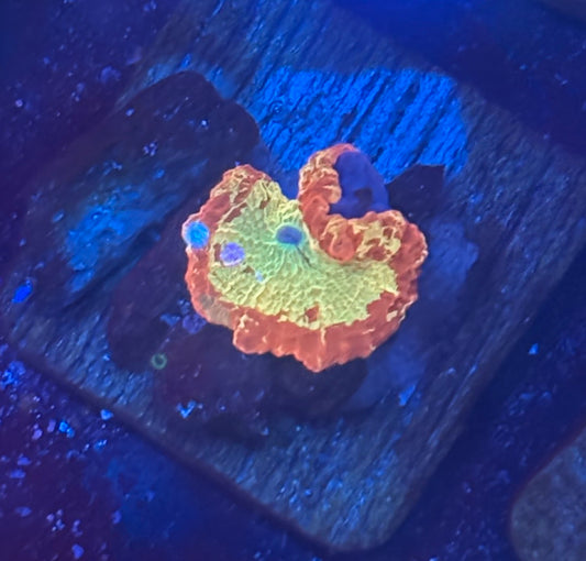 O4-C01-M08 Jawbreaker Mushroom WYSIWYG