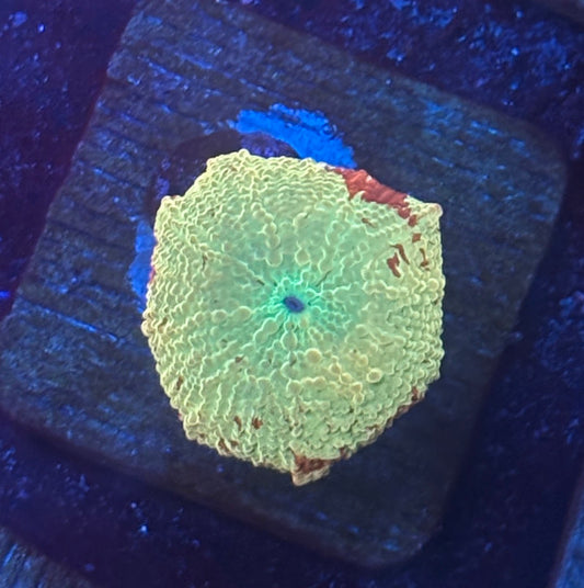 O4-C02-M08 Jawbreaker Mushroom WYSIWYG
