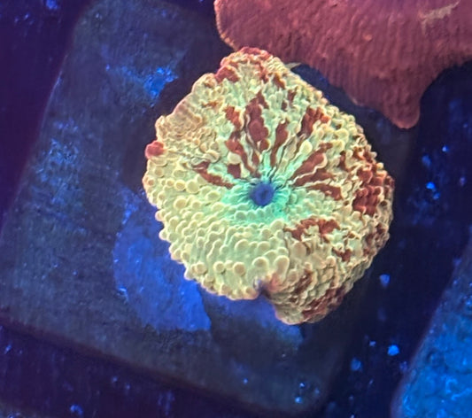 O4-C04-M08 Jawbreaker Mushroom WYSIWYG