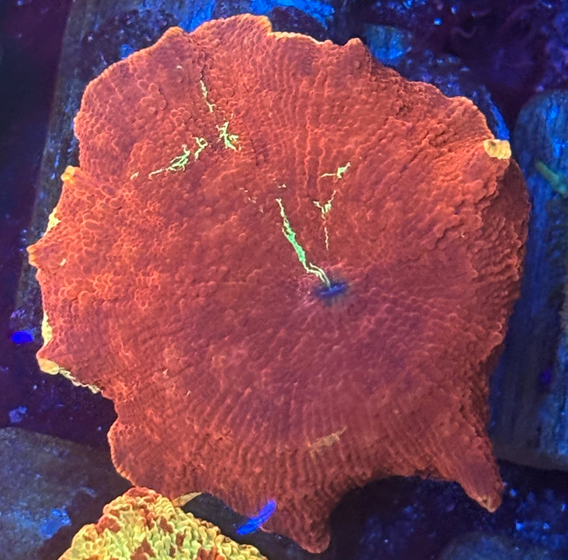 O4-C05-M08 Insane Red Jawbreaker Mushroom WYSIWYG