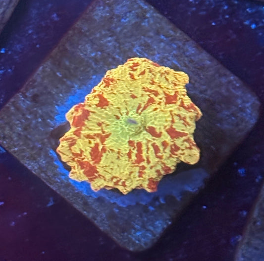 O4-D01-M08 Jawbreaker Mushroom WYSIWYG