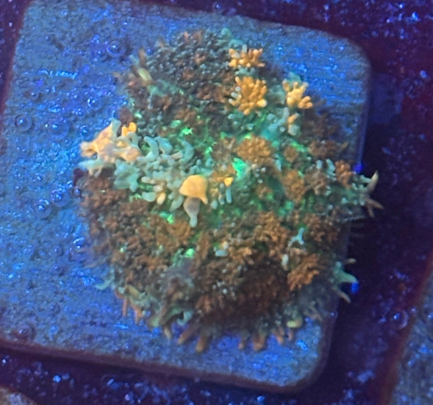 O4-D02-M08 Blazing Veil Mushroom WYSIWYG