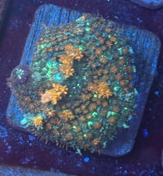 O4-D03-M08 Blazing Veil Mushroom WYSIWYG