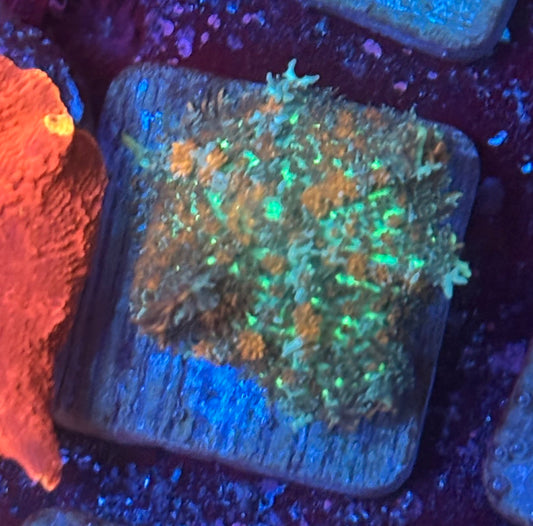 O4-D05-M08 Blazing Veil Mushroom WYSIWYG