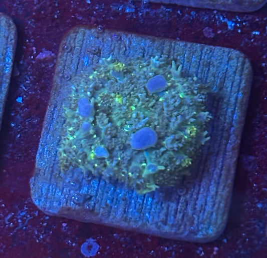 O4-E03-M08 Blue Bubble Bounce Mushroom WYSIWYG