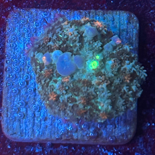 O4-E04-M08 Ghost Bounce Mushroom WYSIWYG