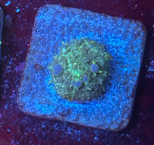O4-E05-M08 Blue Bubble Bounce Mushroom WYSIWYG